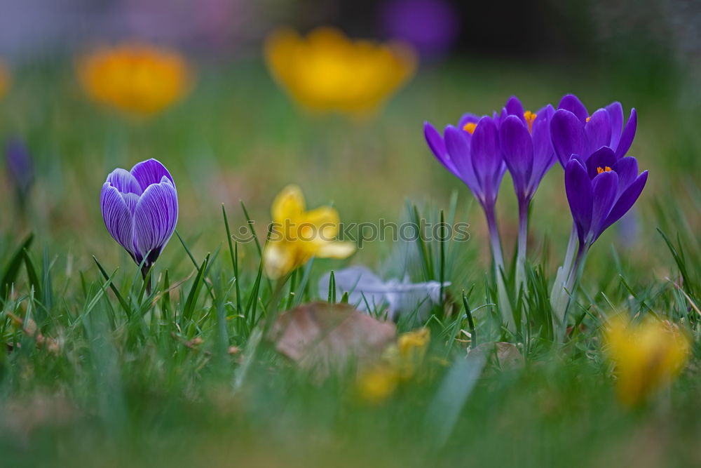 Similar – Image, Stock Photo loner Environment Nature