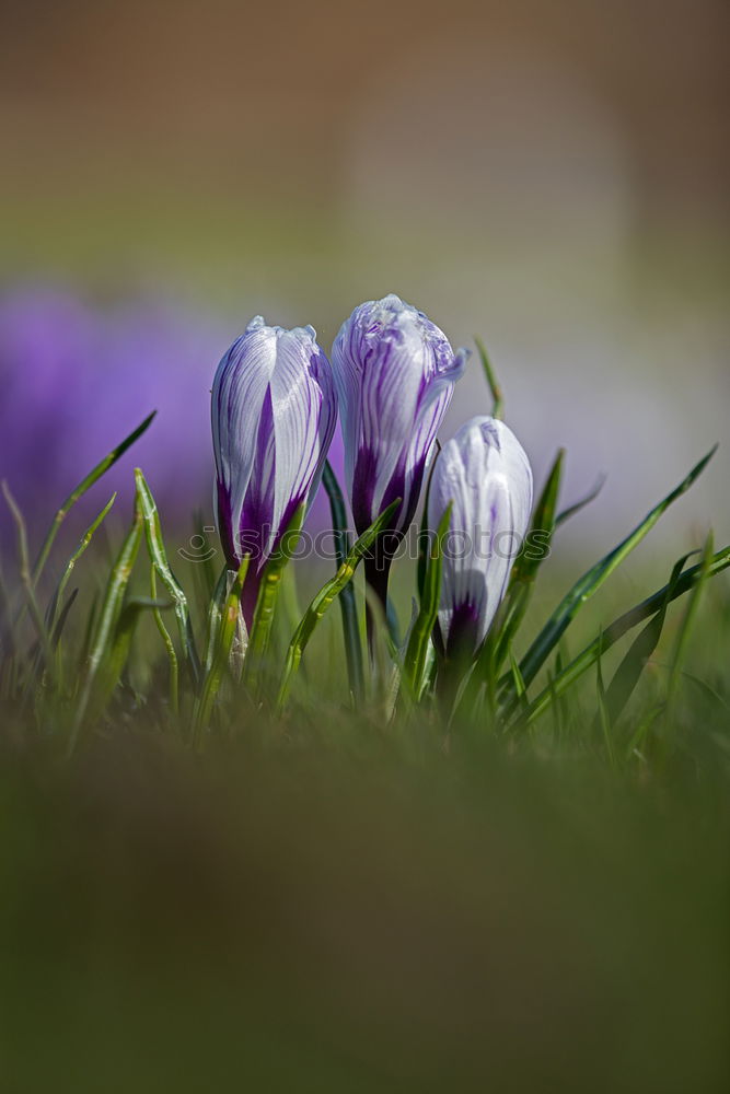 Similar – Image, Stock Photo spring in park VII Plant