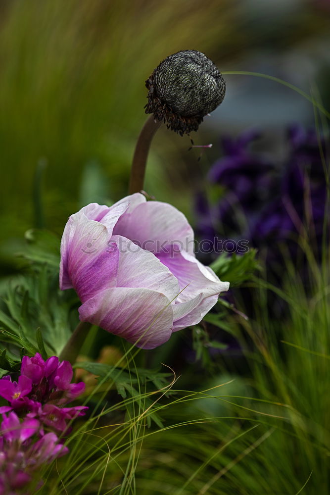 Similar – Zwei Krokusse Natur Garten