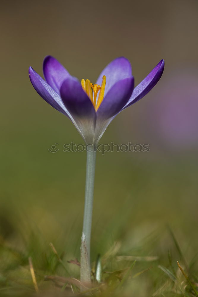 Image, Stock Photo spring in park VII Plant