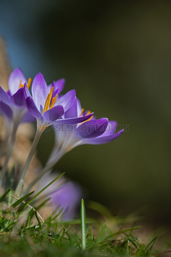 Similar – Image, Stock Photo spring in park VII Plant