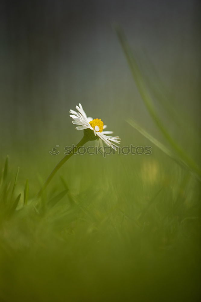 Similar – Image, Stock Photo everyone’s flower Plant