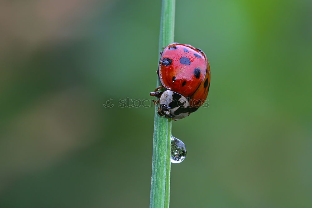 Similar – Image, Stock Photo as fresh as a daisy Nature