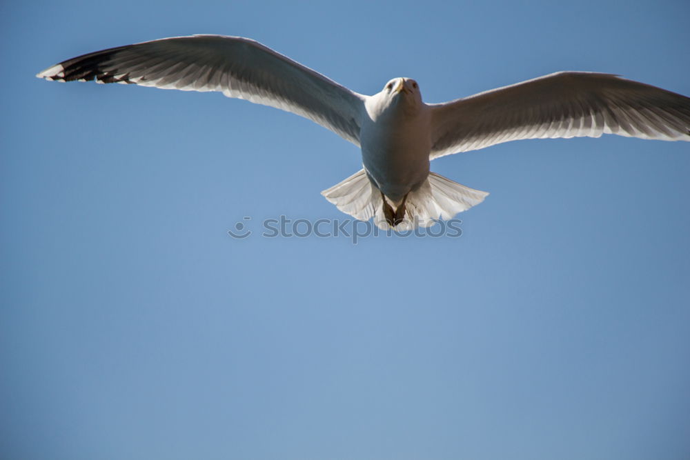 Similar – Image, Stock Photo Two make a summer Seagull