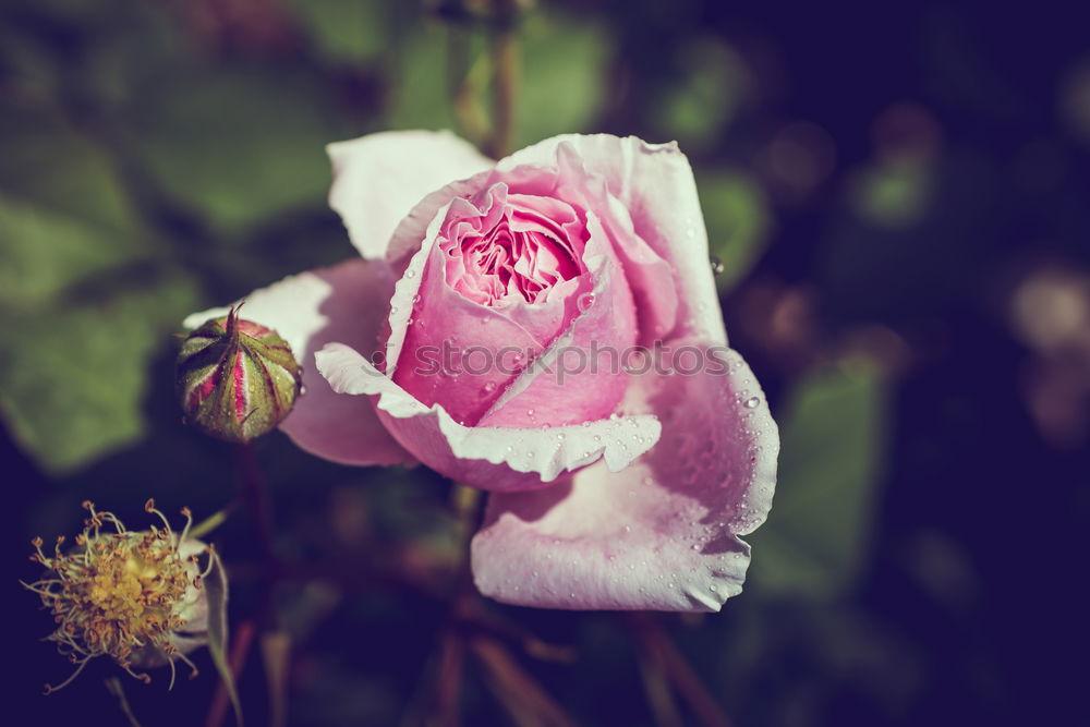 Similar – Image, Stock Photo rose garden Environment