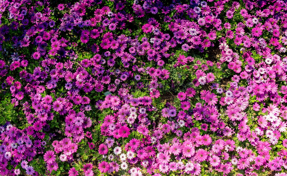 Image, Stock Photo bouquet of purple lilac