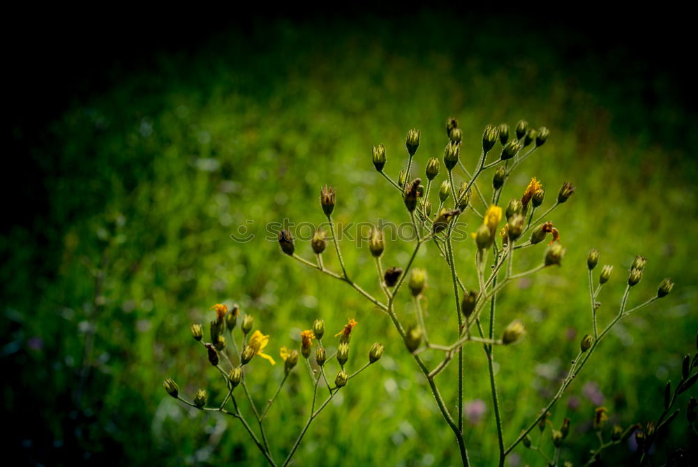 Similar – Foto Bild Sonnenblumen in Ciabot