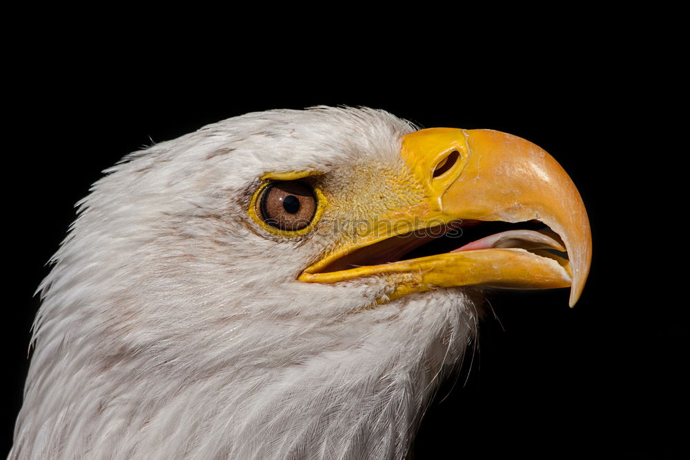 Similar – bald eagle Eagle Bird