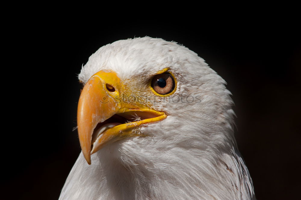 Similar – Buzzard Nature Animal