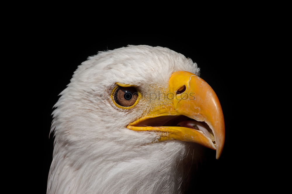 Similar – bald eagle Bald eagle