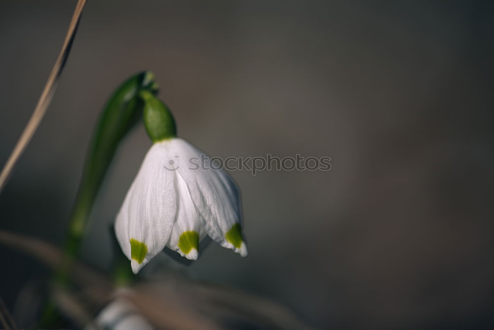 Similar – flowering snowdrops