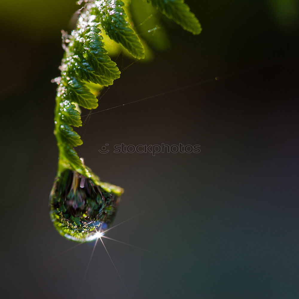 Similar – Image, Stock Photo on top Environment Nature