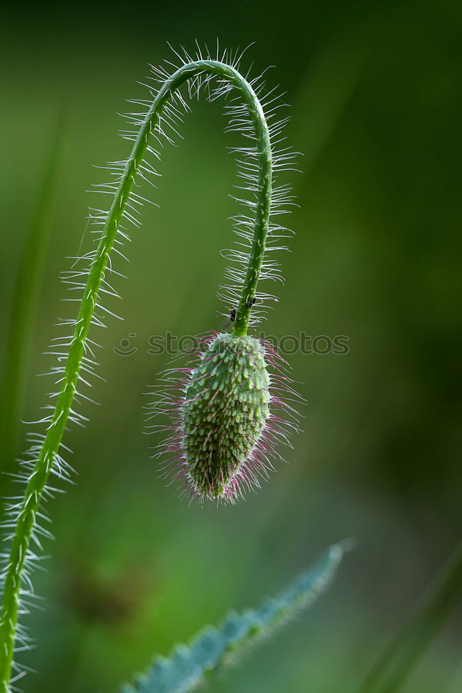 Similar – lavender Flower Blossom