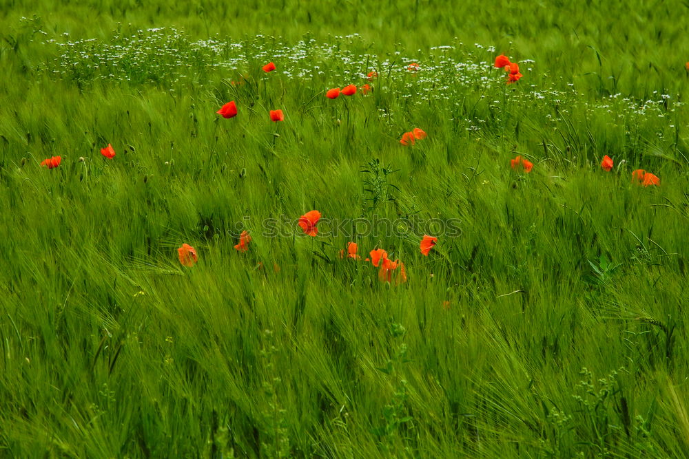 Similar – Image, Stock Photo single red poppy in the middle of a juicy green wheat field