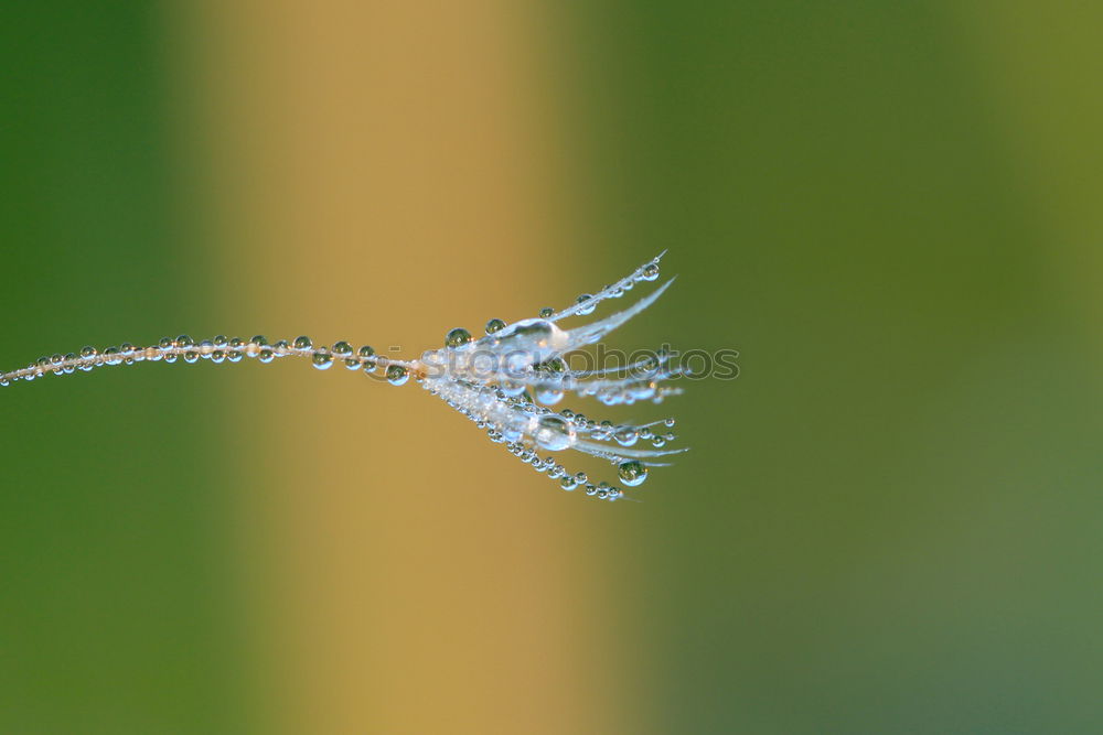 Similar – Image, Stock Photo trickle Life Nature Plant