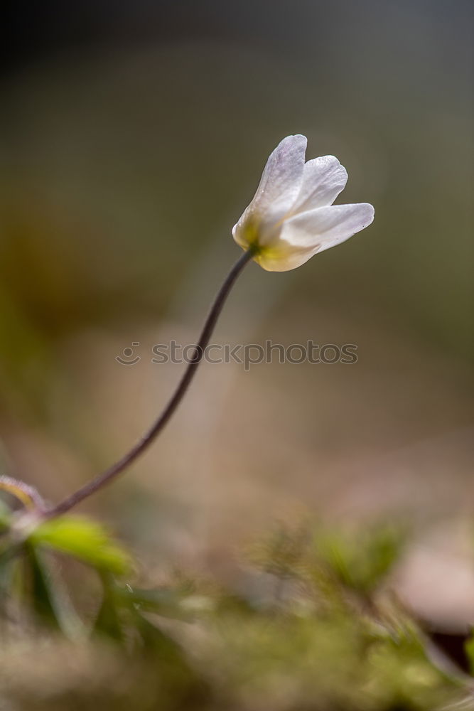 Similar – Image, Stock Photo white flower plant Flower