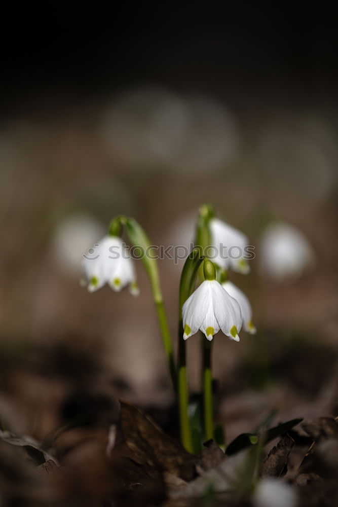 Similar – flowering snowdrops