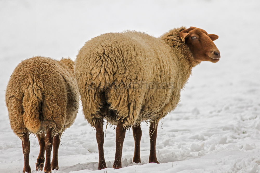 Similar – Calf in winter Nature