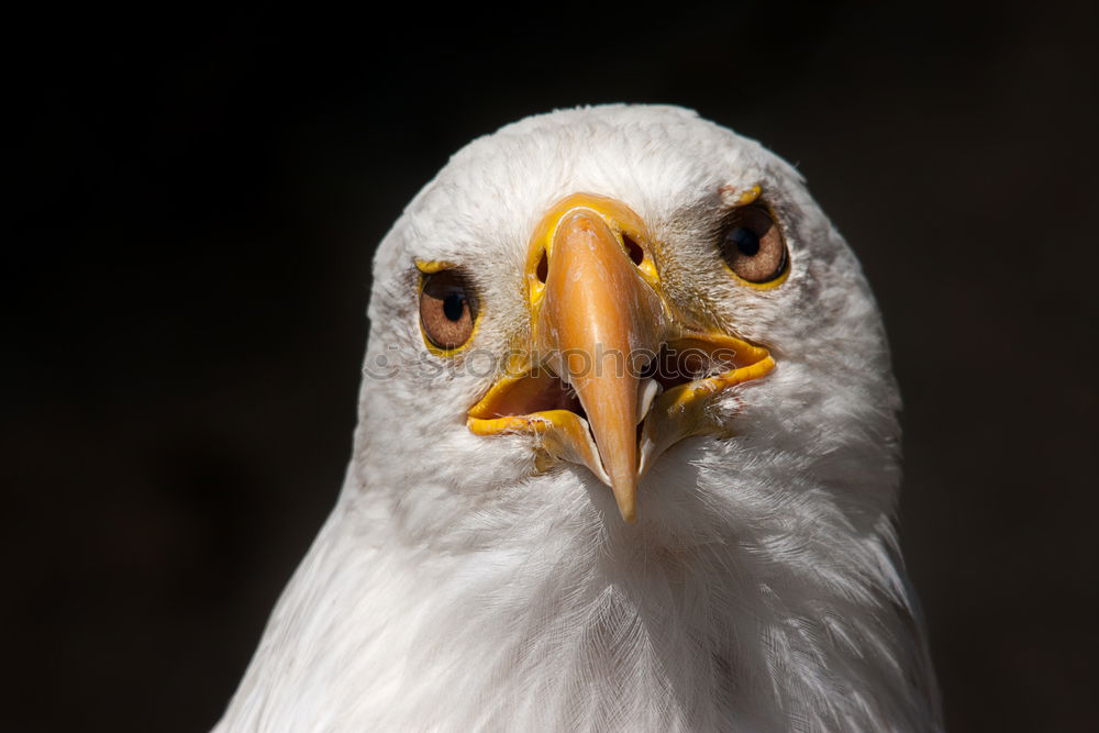 Similar – Buzzard Nature Animal