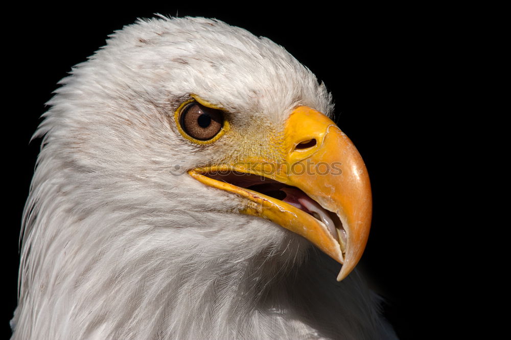 Similar – bald eagle Eagle Bird