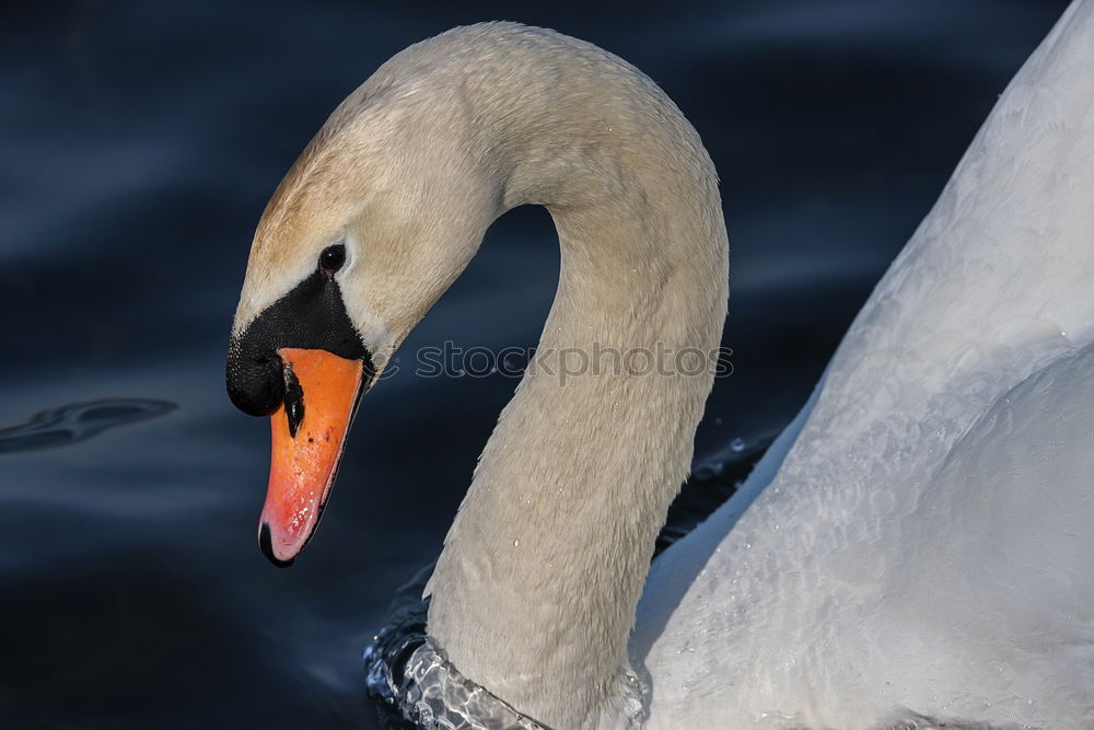 Similar – Image, Stock Photo lovebird #4 Swan Elegant