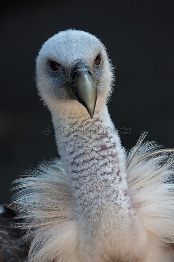 Similar – Foto Bild Mittagsschlaf Taube Vogel