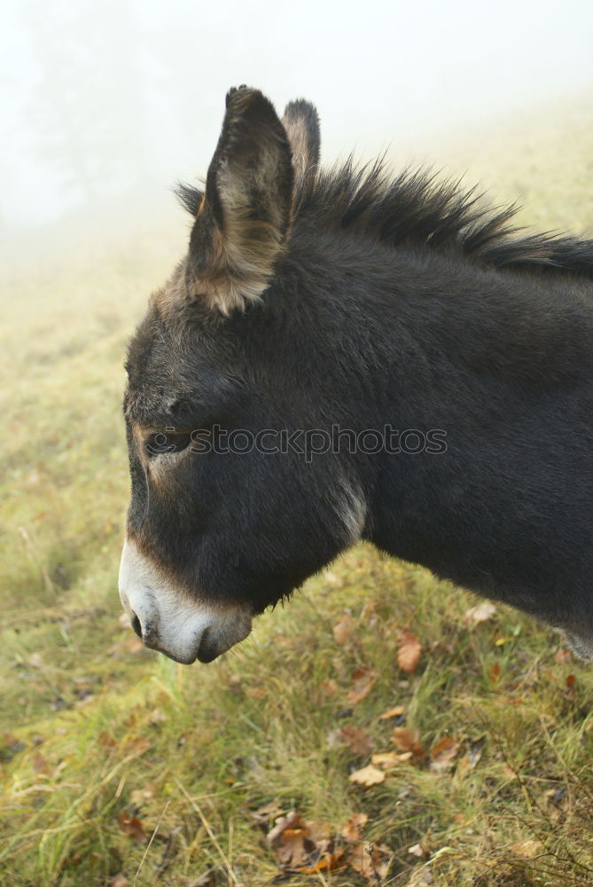 Similar – Foto Bild Eselsschnauze Natur Erde