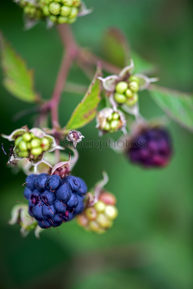 Similar – Raspberries Urban Gardening