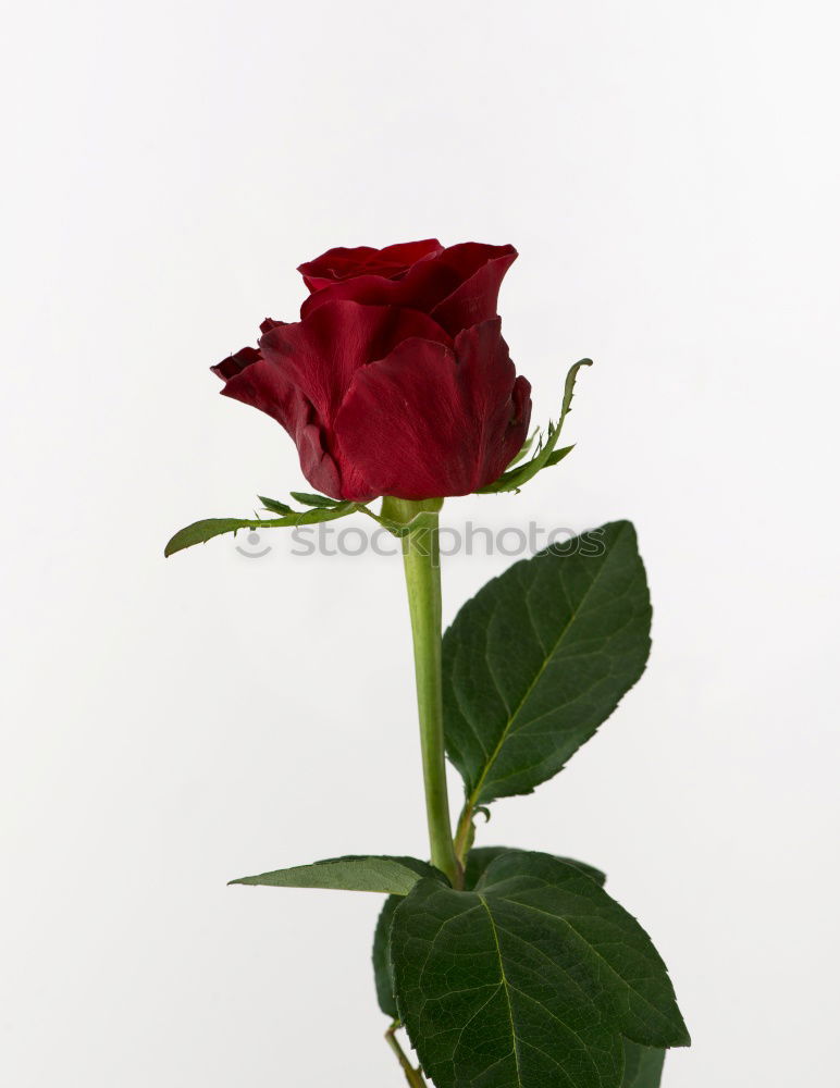 Similar – dead rose Rose Black Red