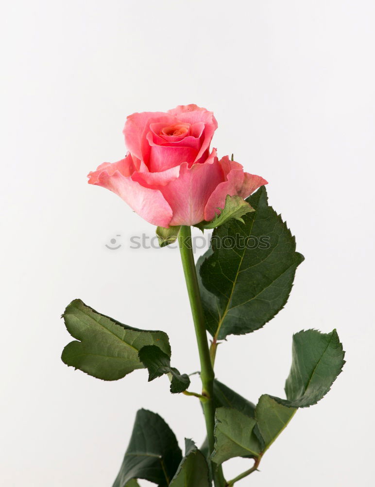 Similar – red roses for Valentine’s Day