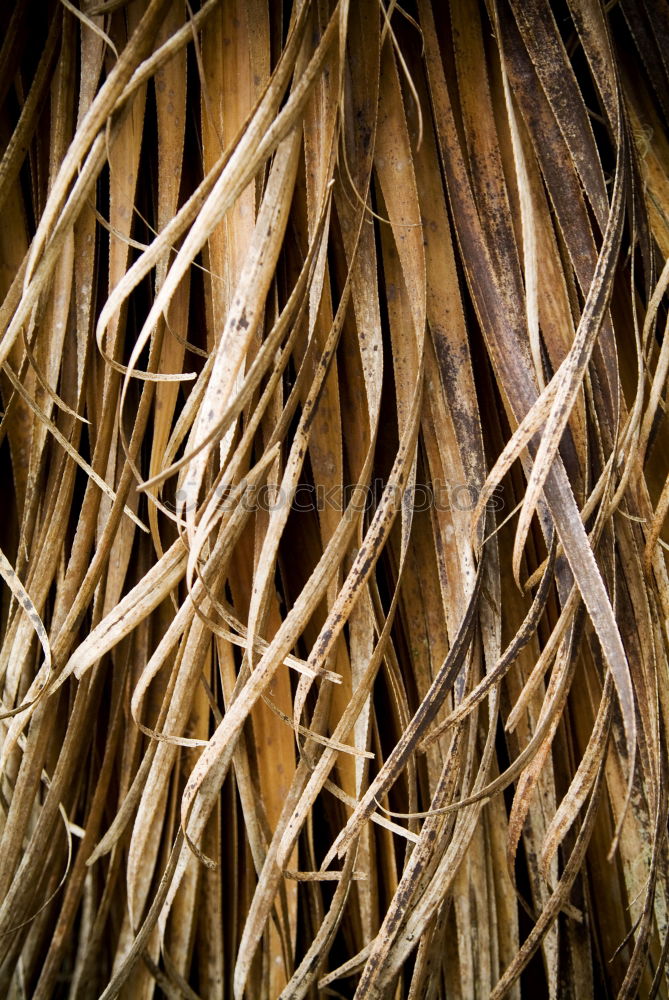 Close up of dried eel on Bukittinggi market