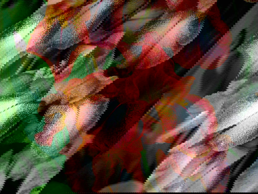 Similar – Foto Bild Gefährliche Blume Pflanze