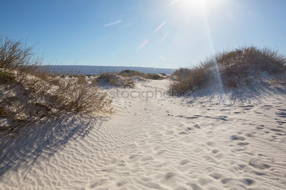 Similar – Image, Stock Photo dune grass