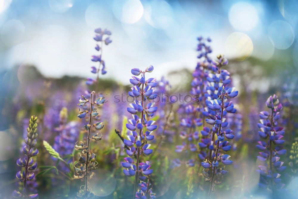 Similar – crested lavender Lavender