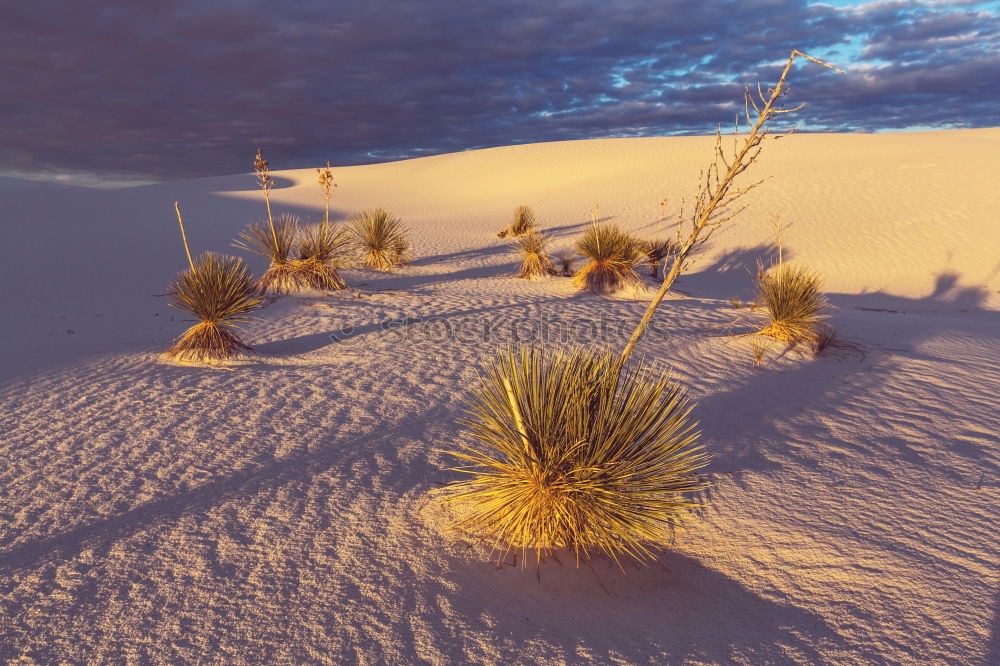 Similar – Image, Stock Photo in the empty desert of persia lamp oil on branch