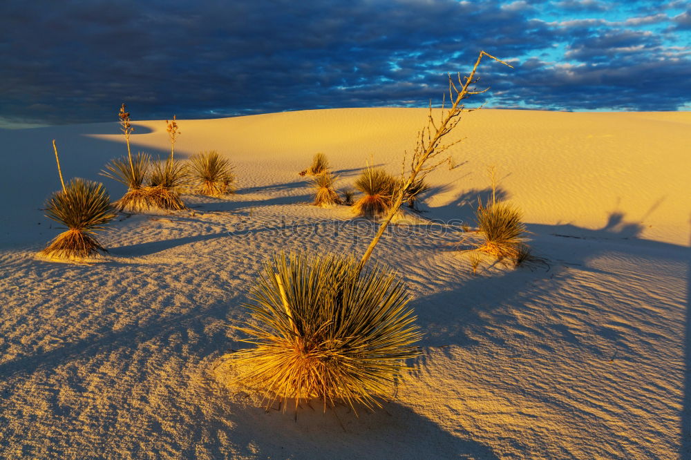 Similar – Image, Stock Photo Desert Solitaire Beautiful