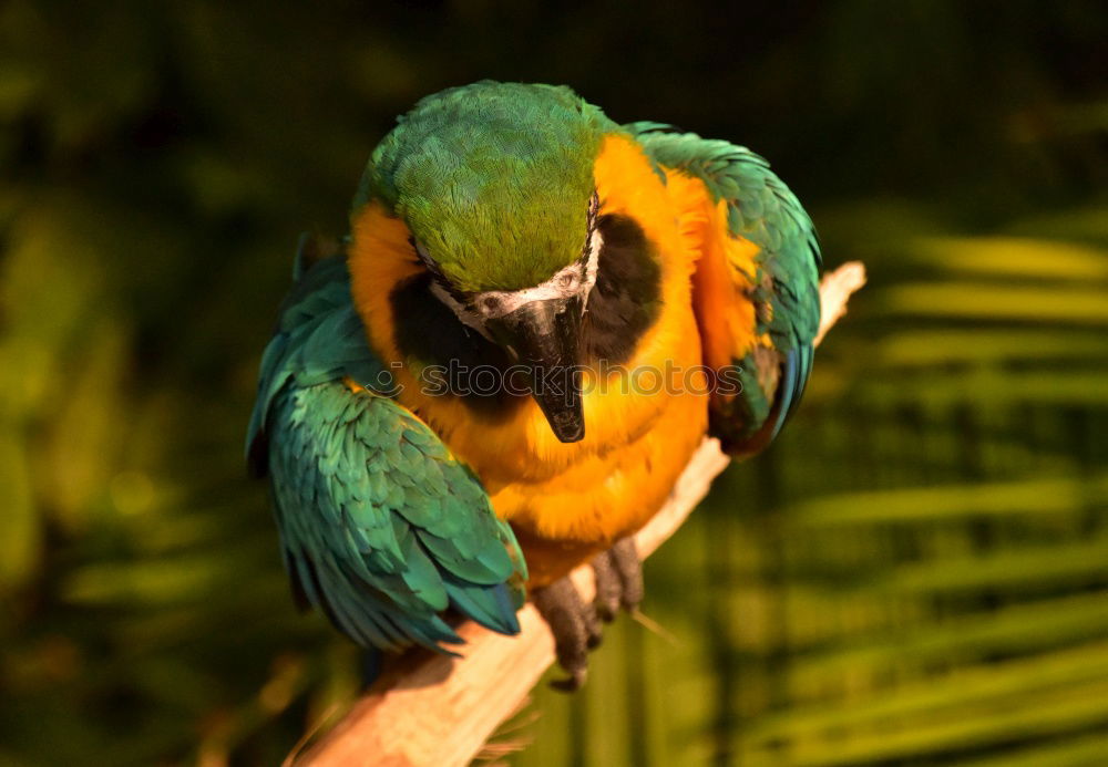 Similar – Parrot in a tree Exotic