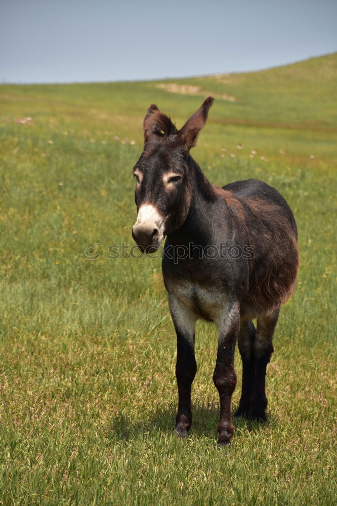 Similar – Image, Stock Photo floppy ears Animal