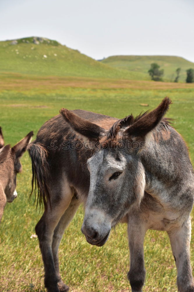 Image, Stock Photo Baby donkey following mama donkey