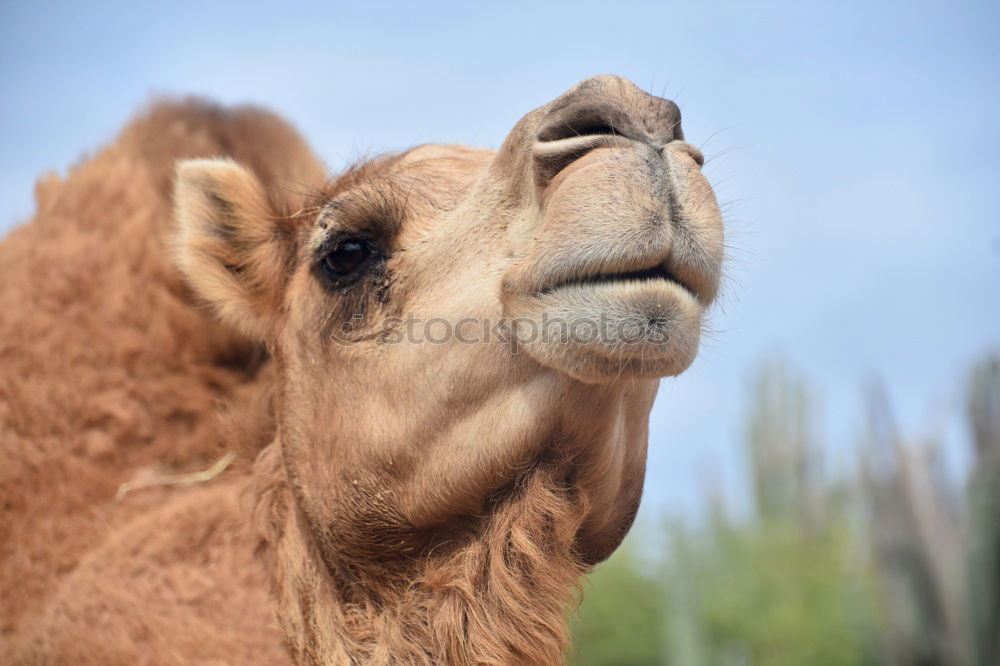 Similar – Image, Stock Photo camel Vacation & Travel