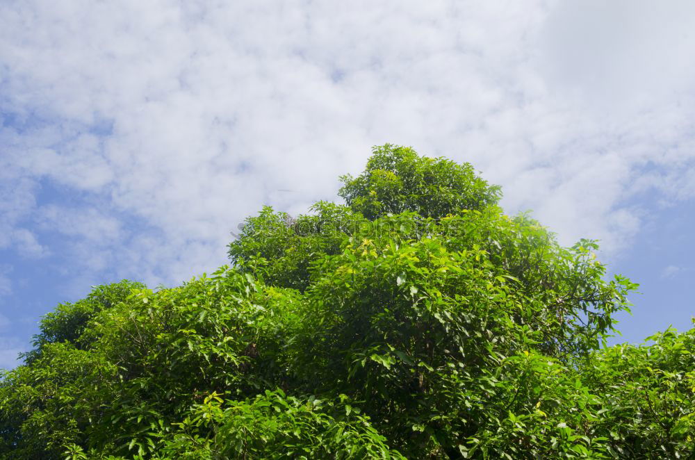 Similar – Foto Bild Baum mit Blättern Pflanze