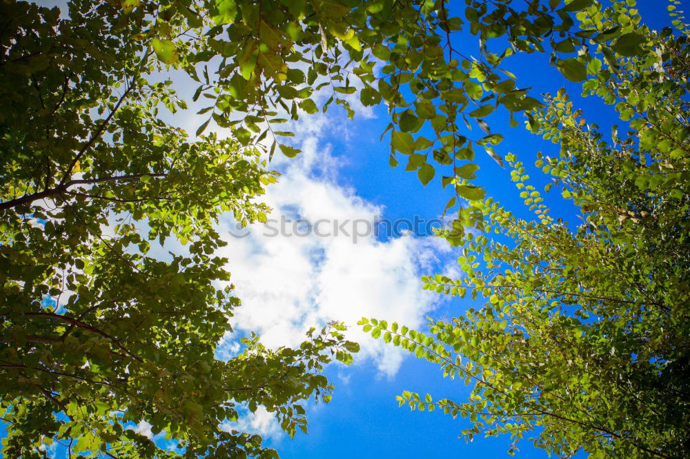 Similar – Bäume Baum grün Sommer