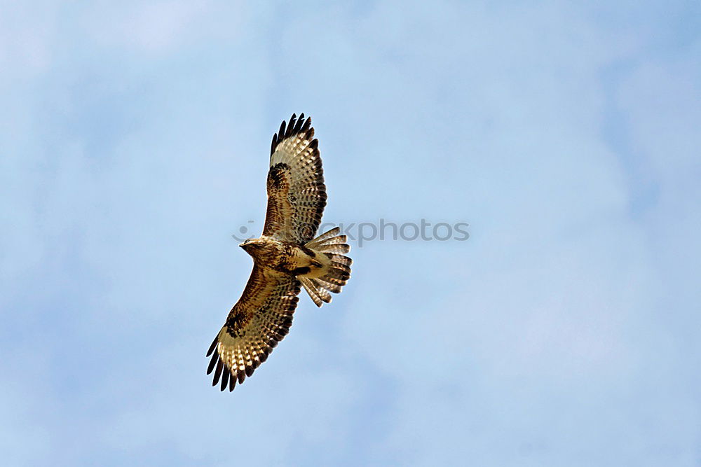 Bussard Umwelt Natur Luft