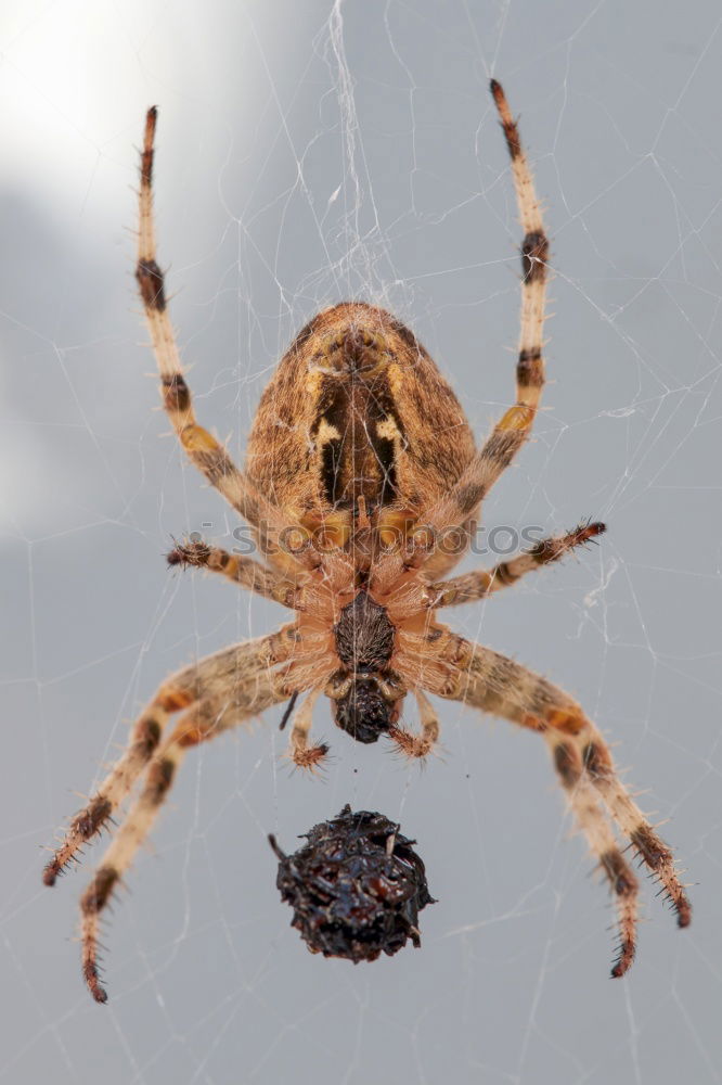 Similar – crawling wolf spider