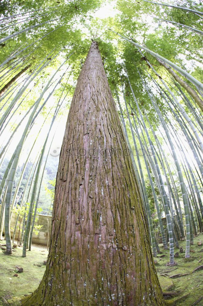 Image, Stock Photo the German forest is not amused