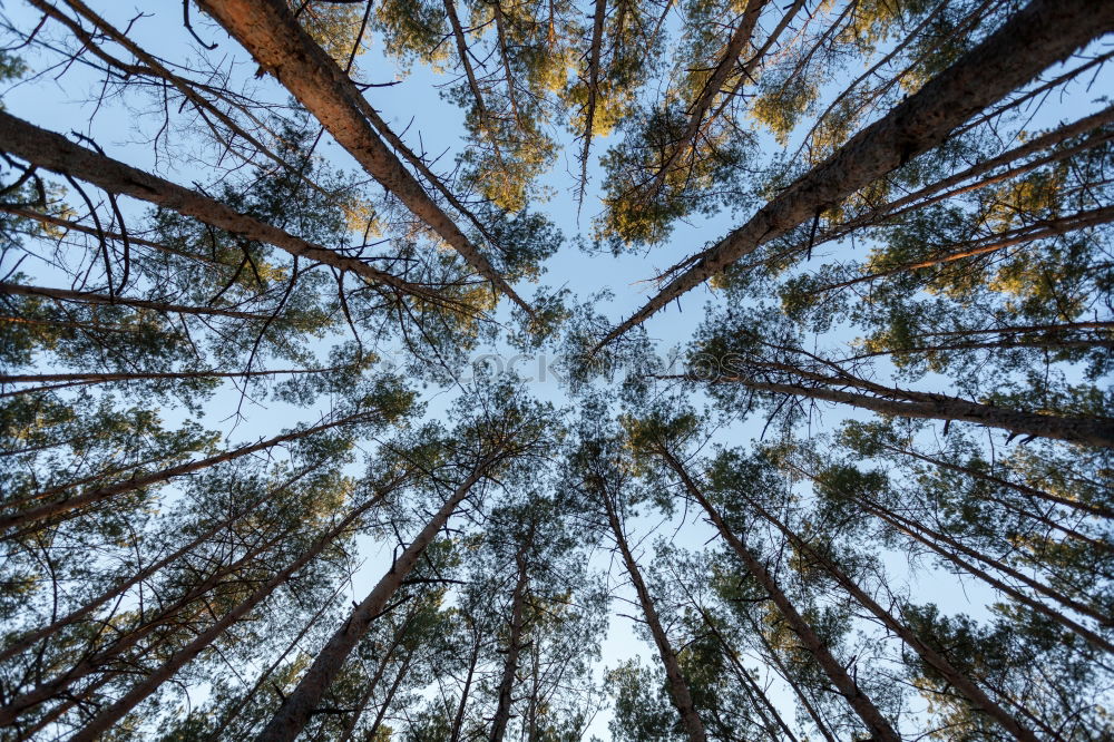 Tree tops seen from below