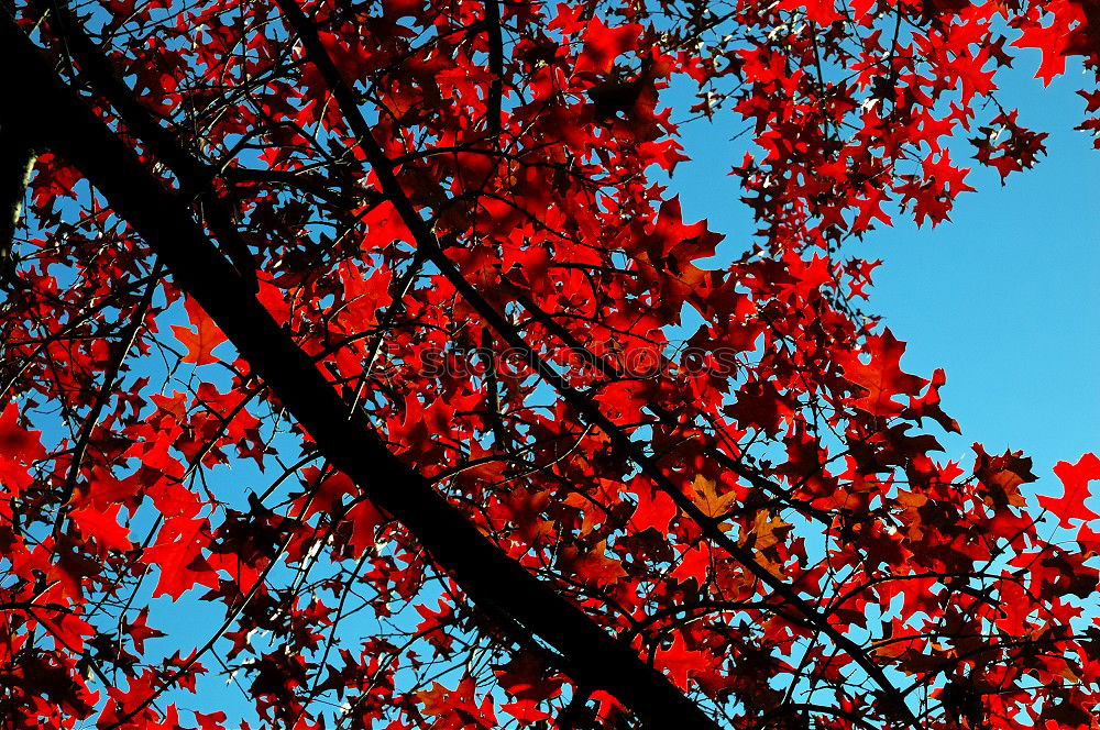 Similar – Maple tree with red autumn leaves against the blue sky