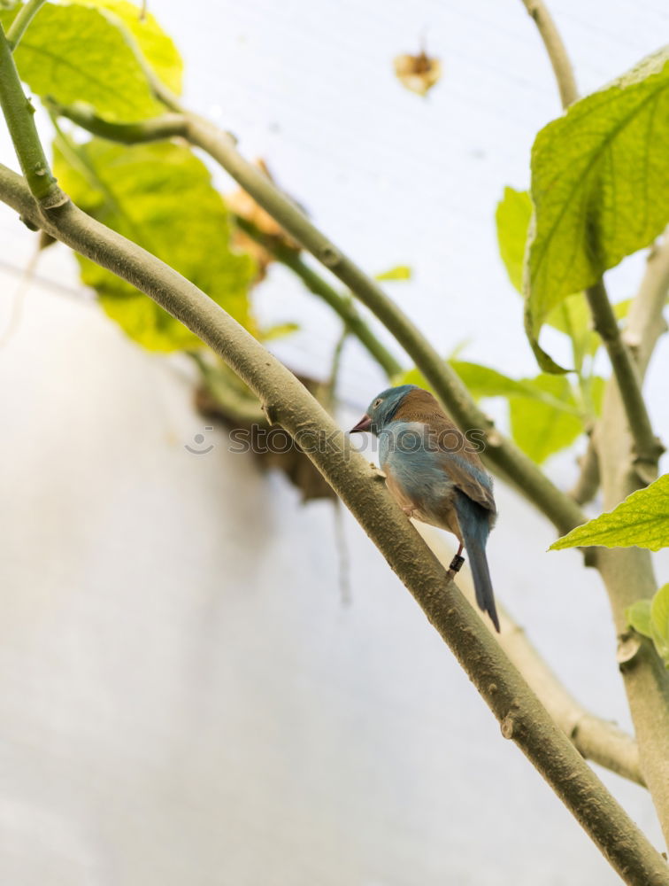 Similar – Hummelflug Insekt Blüte