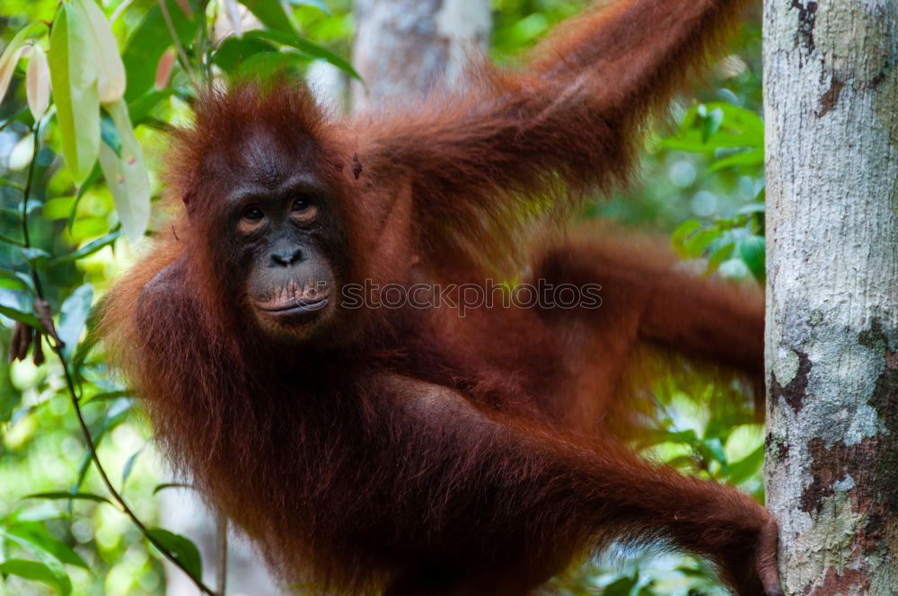 Similar – Image, Stock Photo Orang Utan in the rainforest