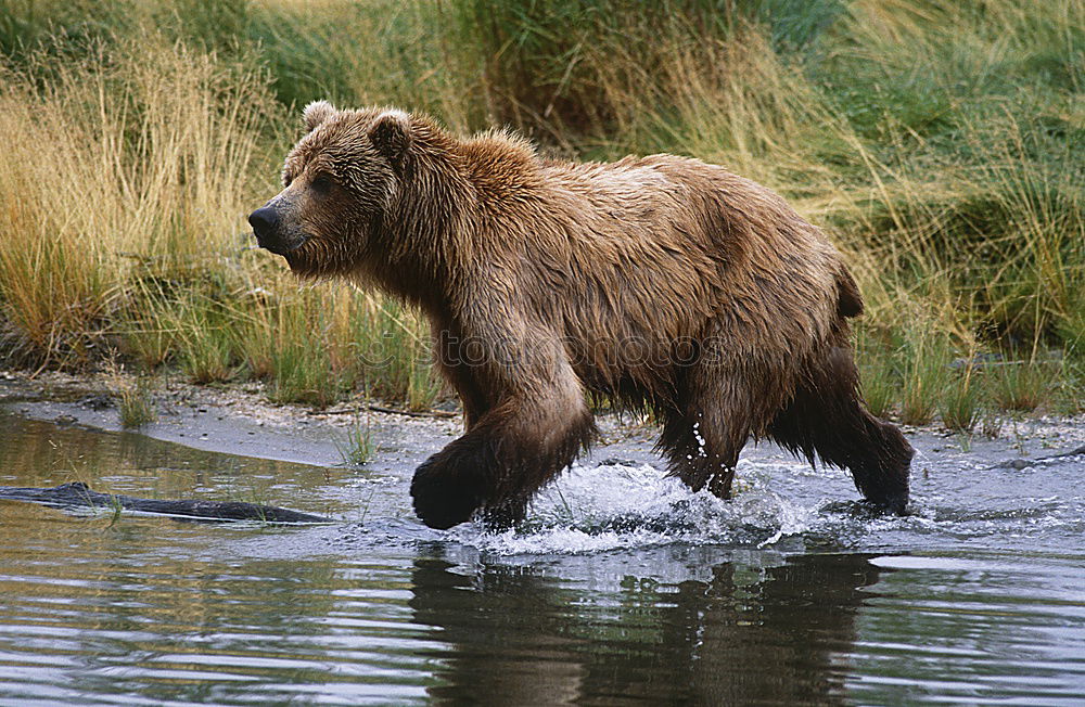 Similar – Brown bear on salmon catch